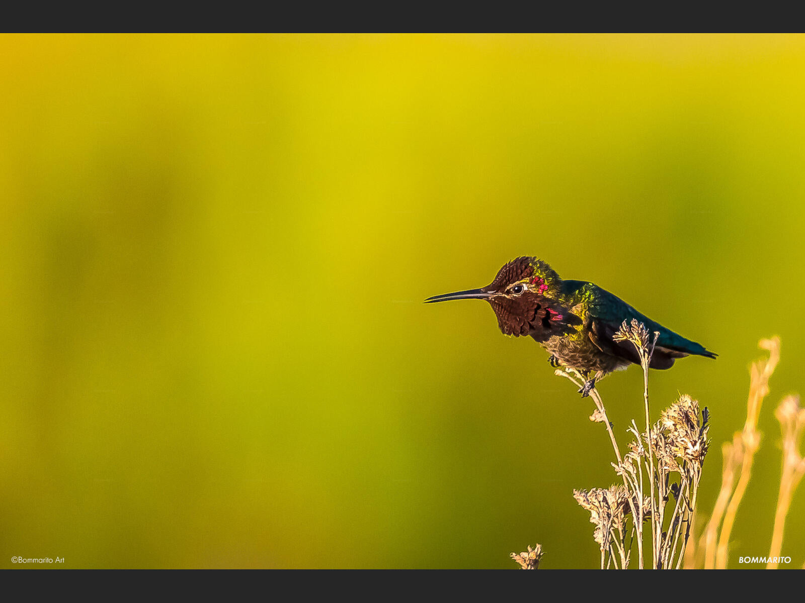 Morning Hummer