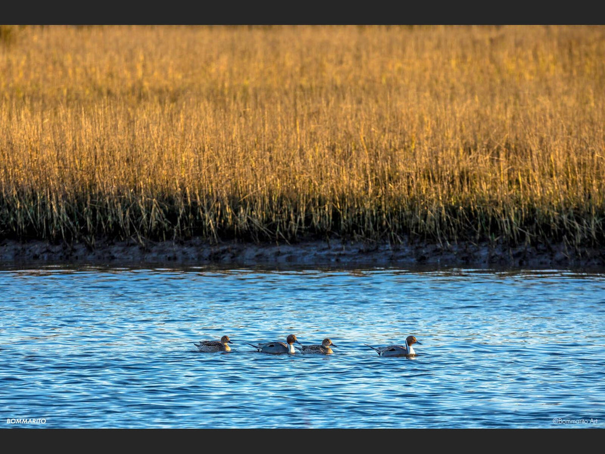 Northern Pintails