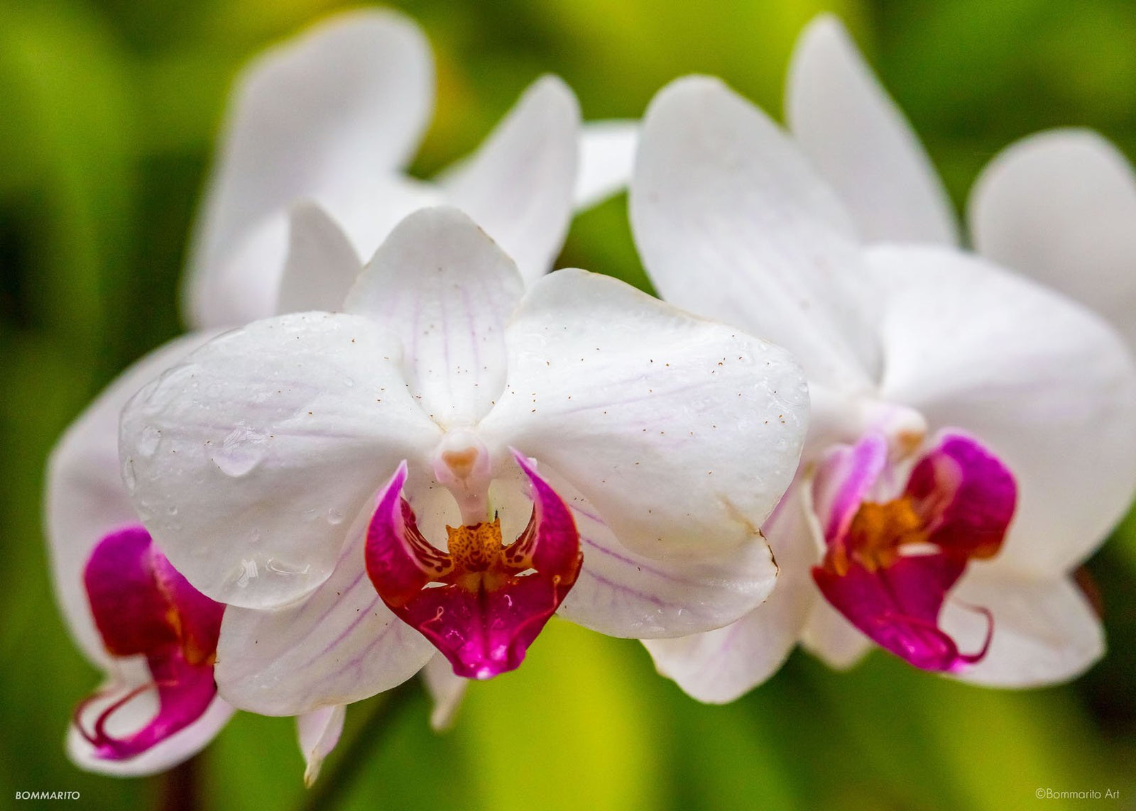 Orchid Forest