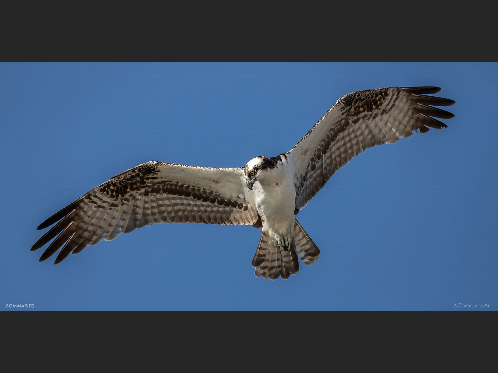 Osprey