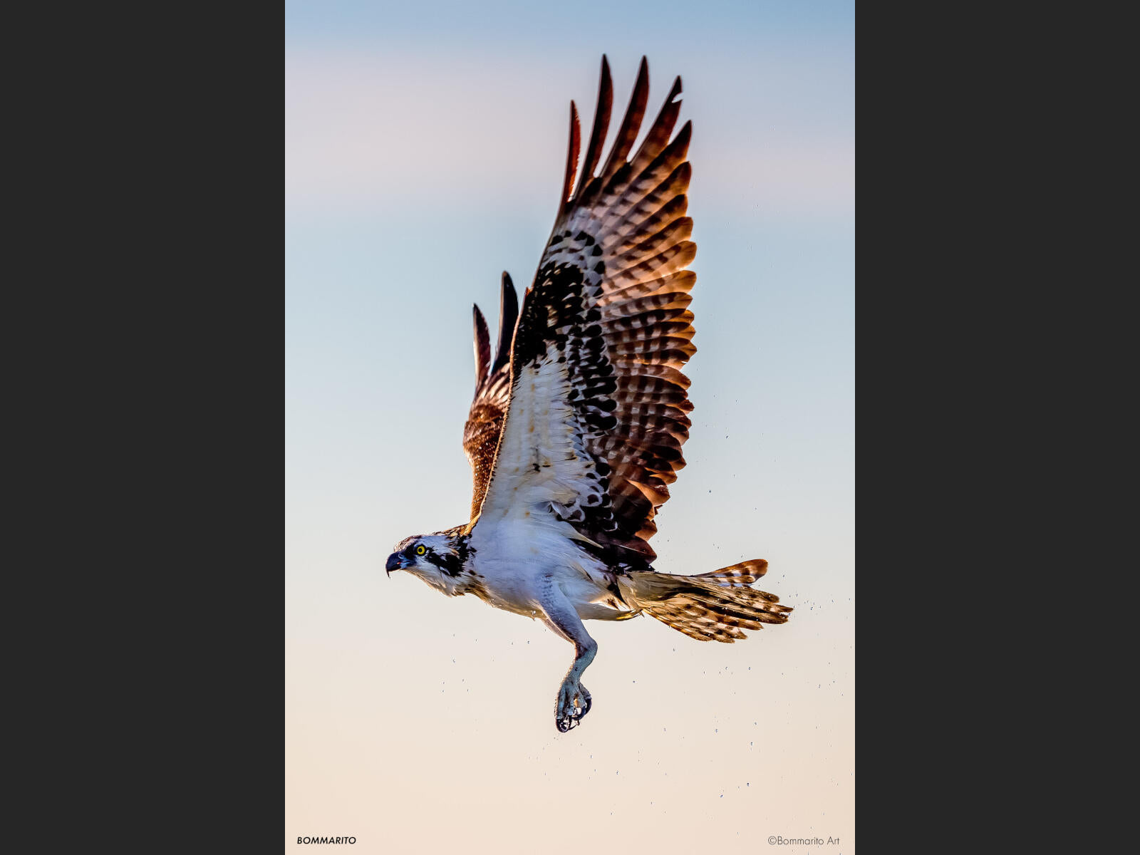 Osprey in Flight