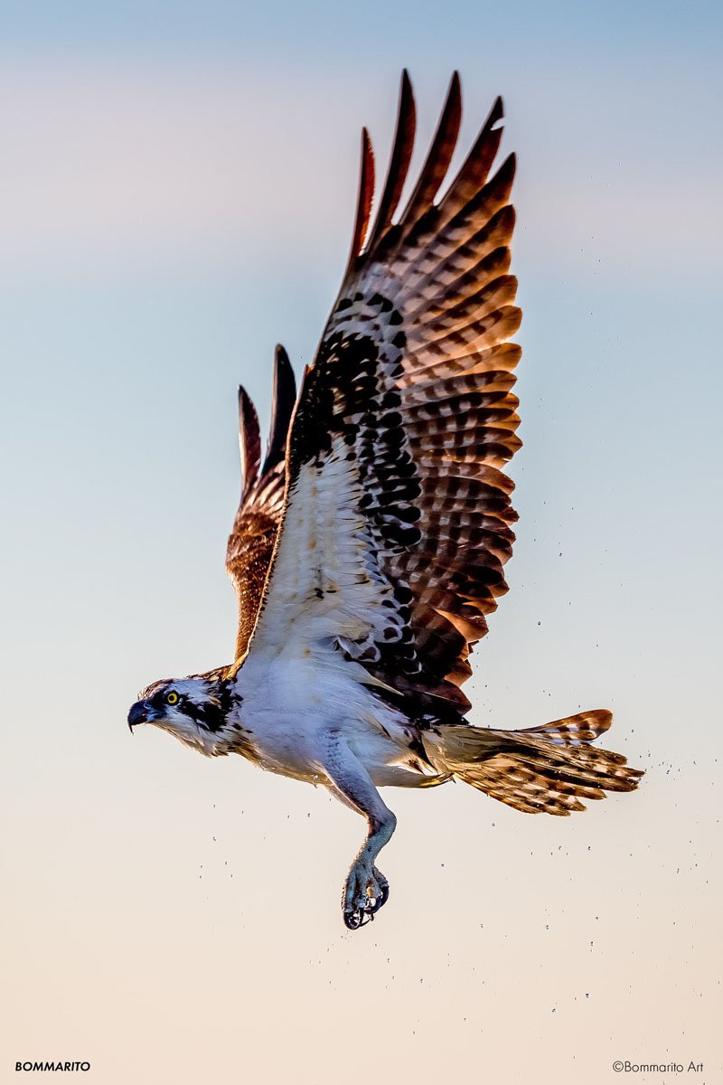 Osprey in Flight