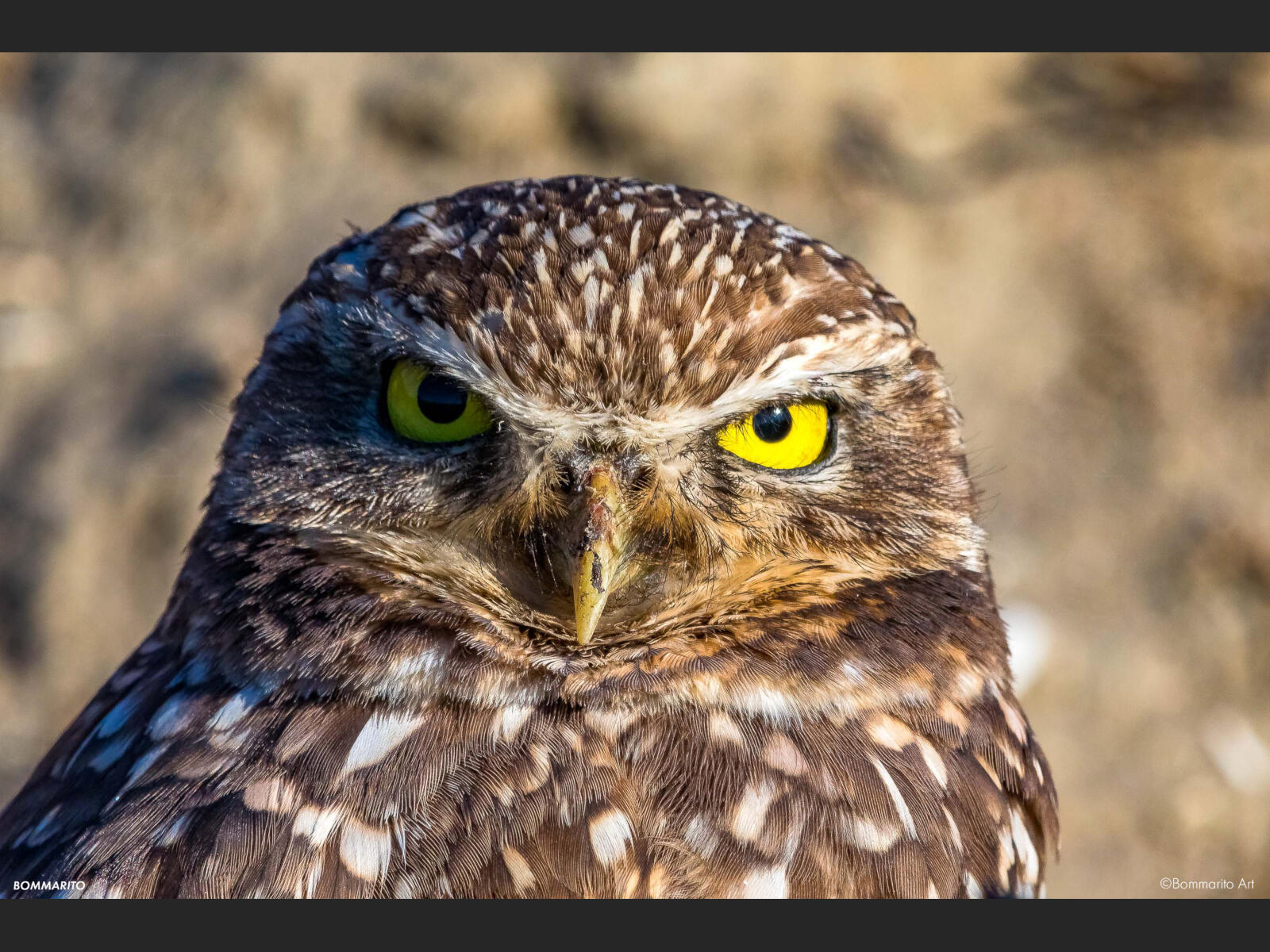 Owl Eyes