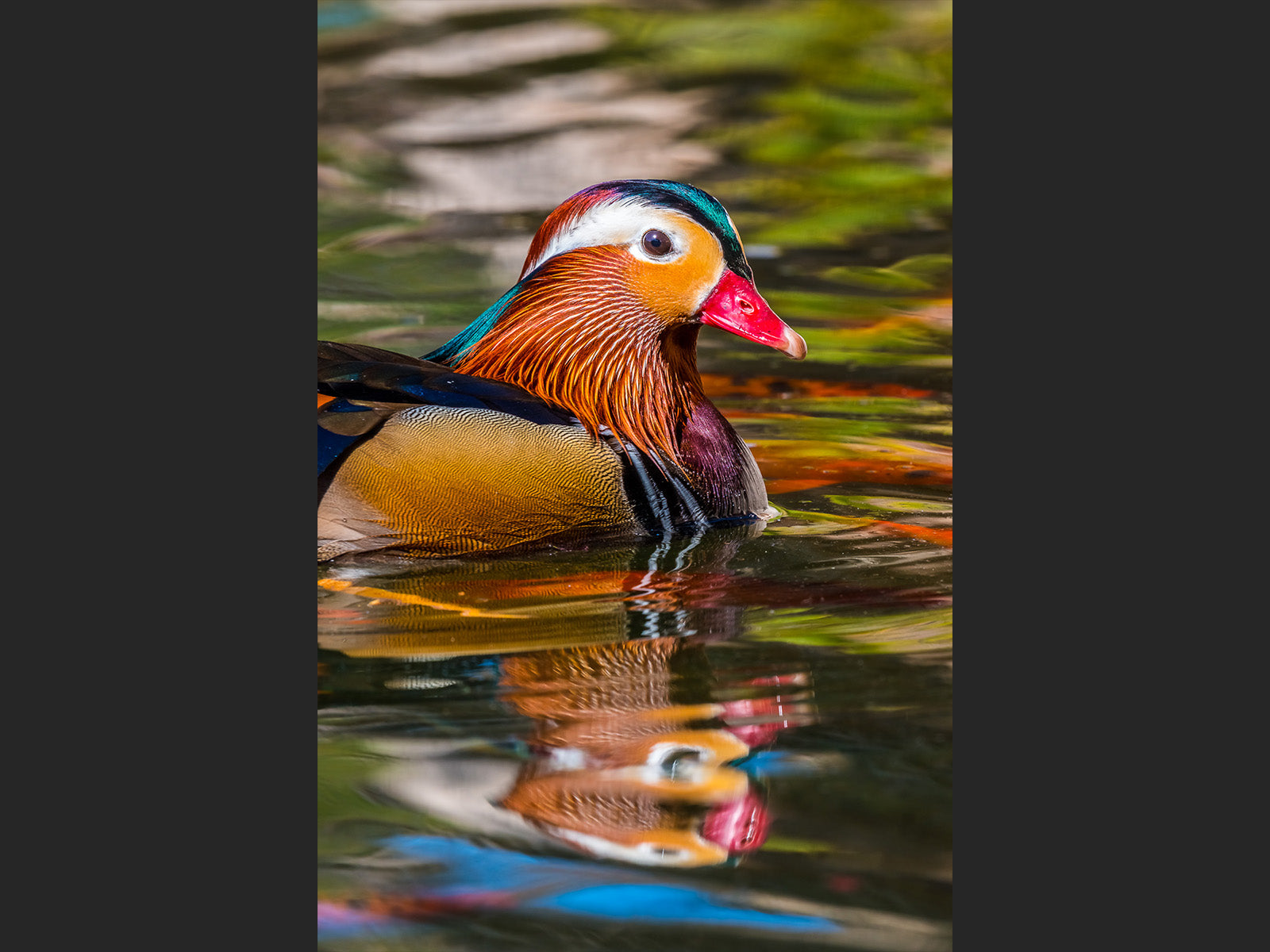 Painted Mandarin
