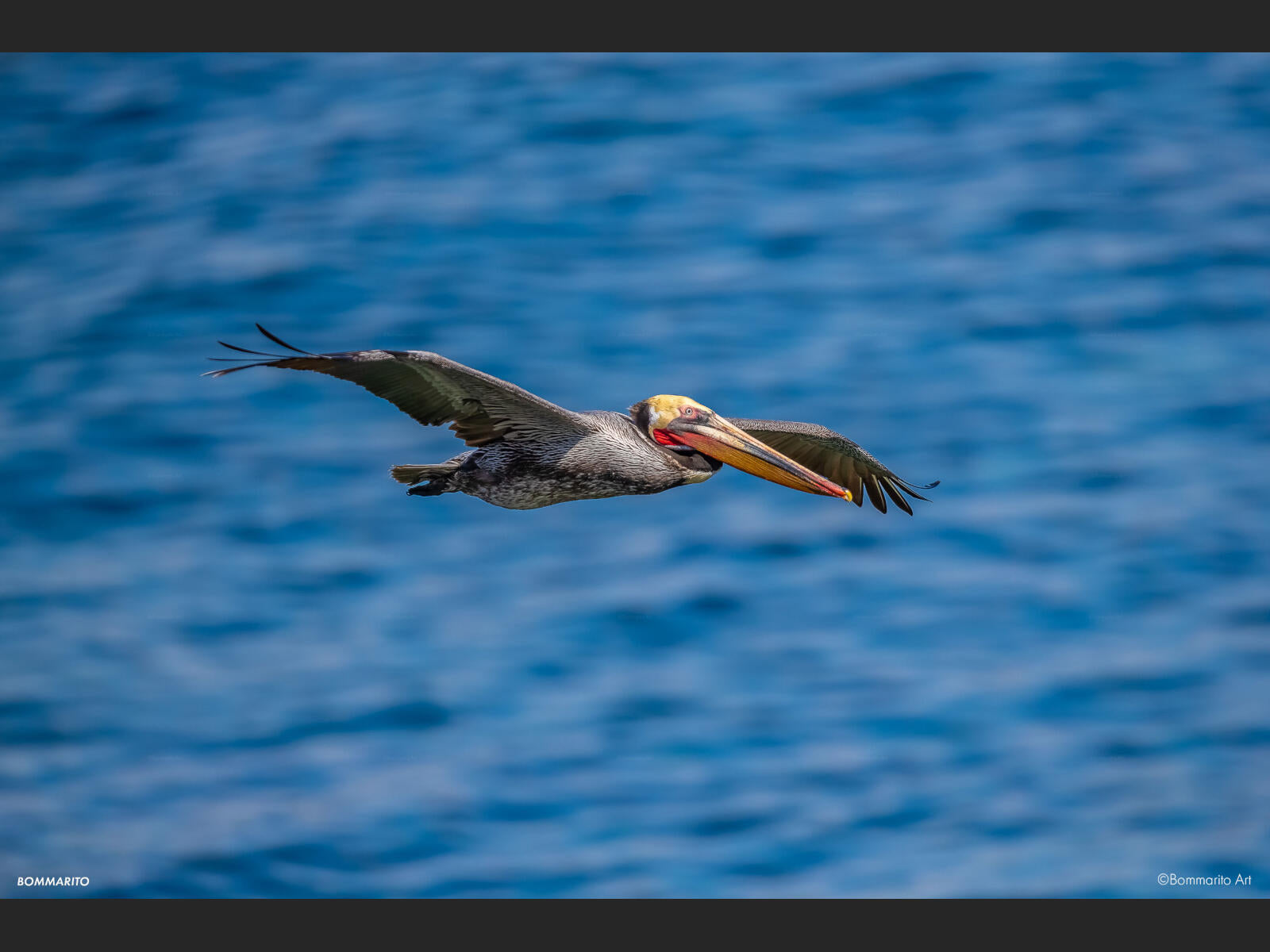 Pacific Pelican