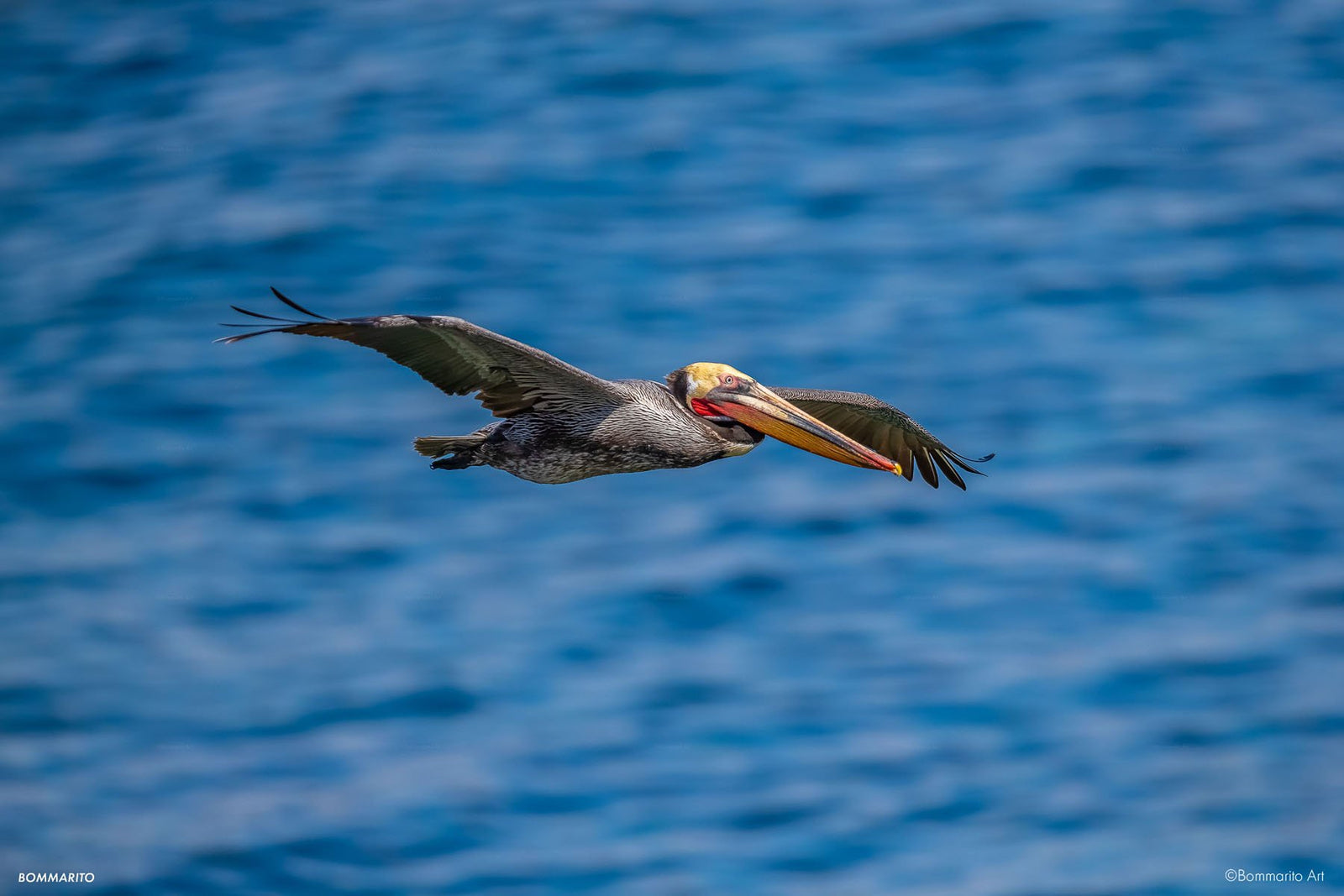 Pacific Pelican