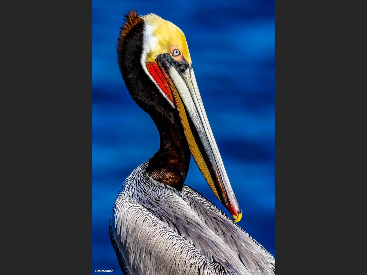 Pelican of the Cove