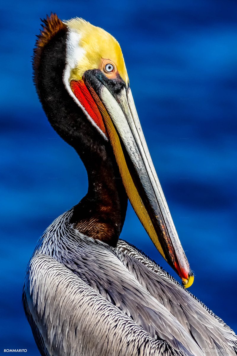 Pelican of the Cove