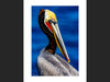 Pelican of the Cove