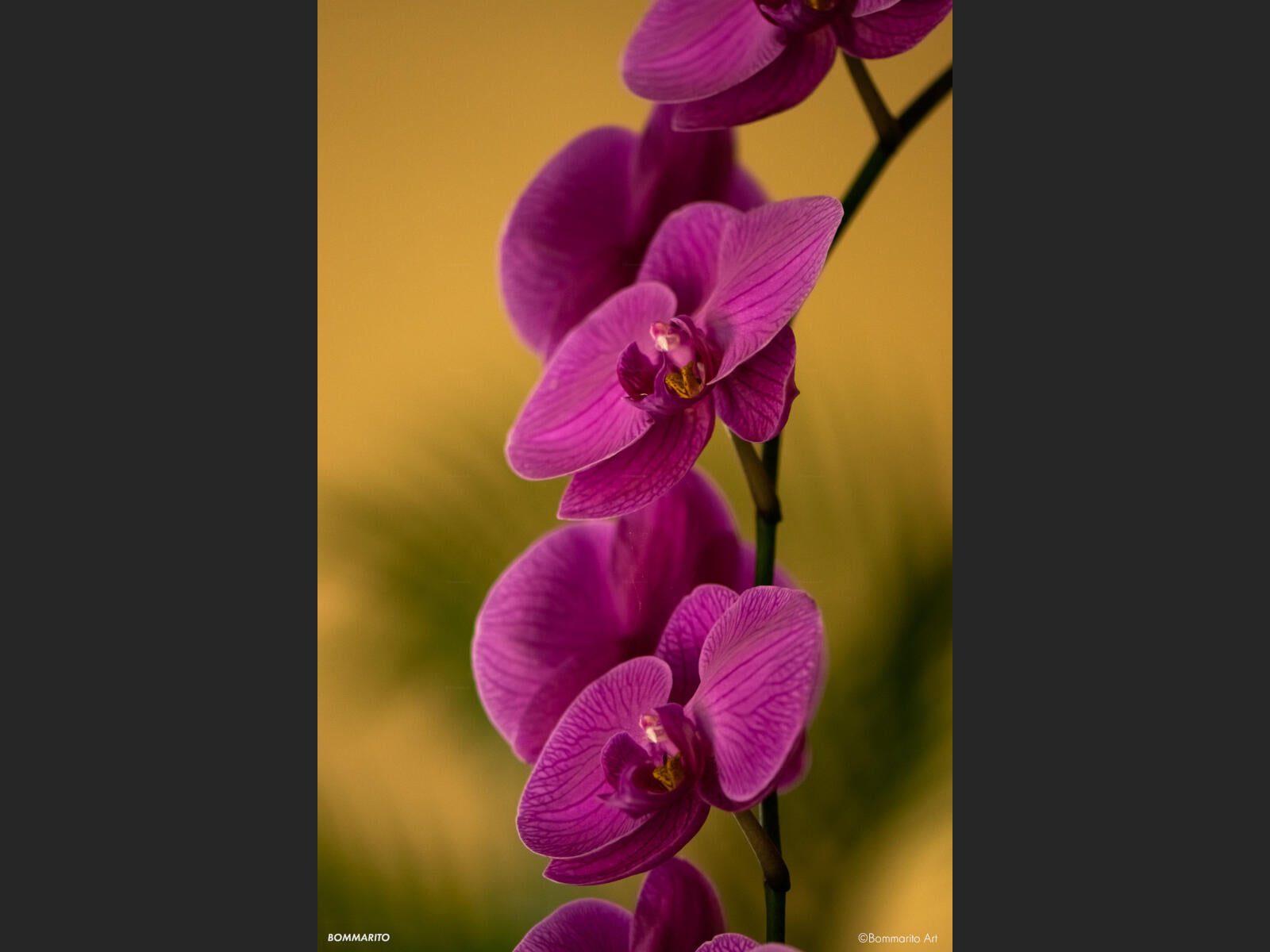 Pink Orchids