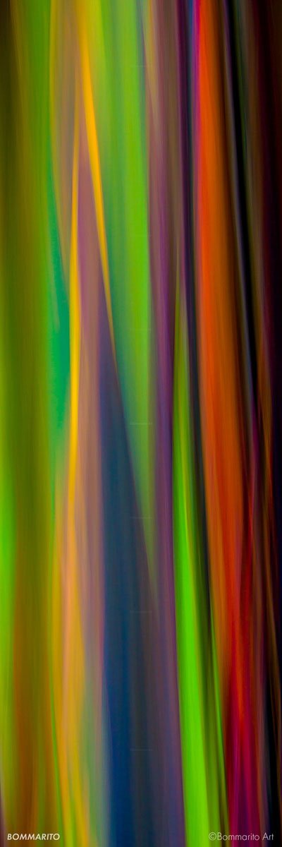 Rainbow Eucalyptus Tree