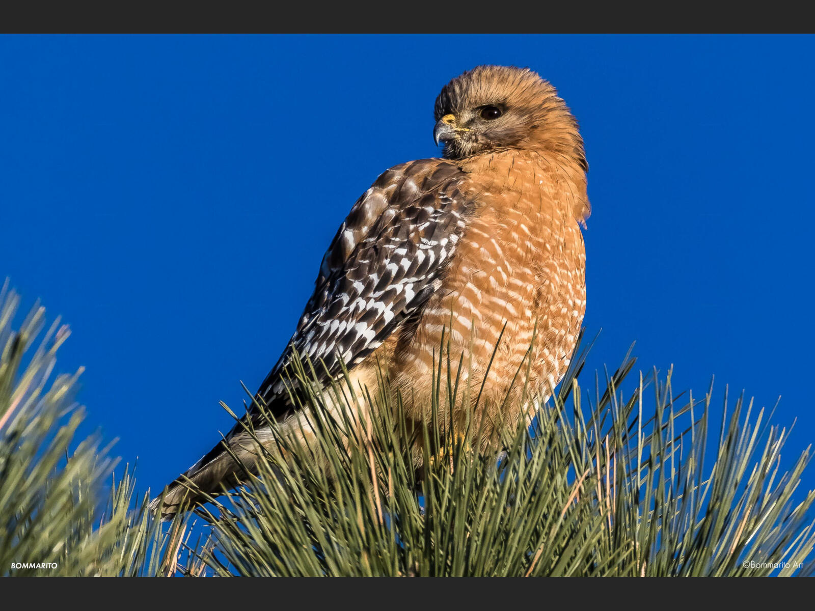 Red-Shouldered Hawk