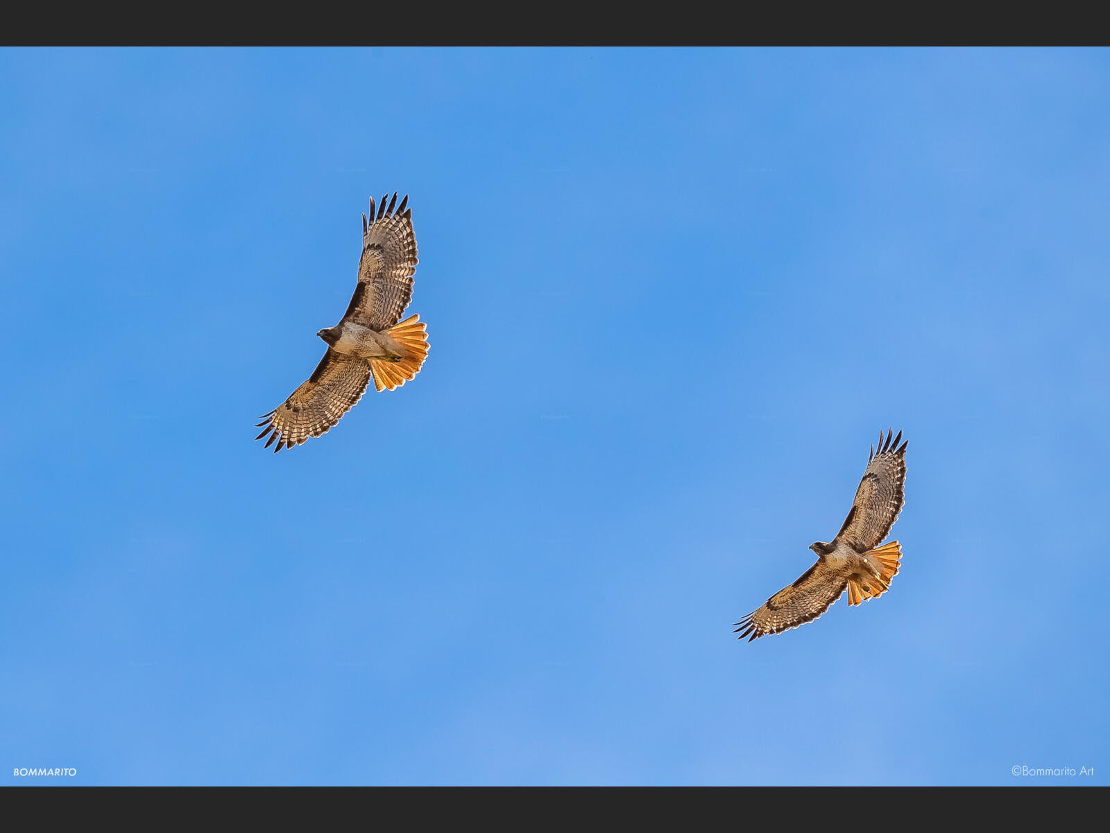 Red Tail Hawks