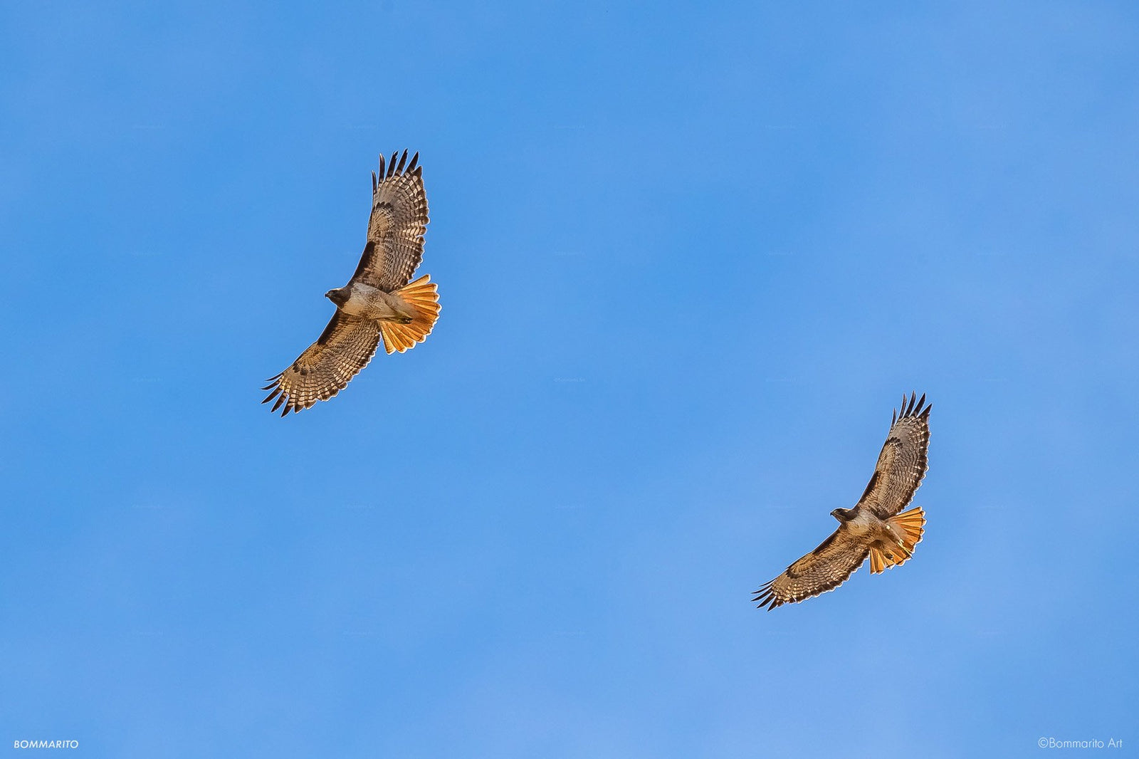 Red Tail Hawks