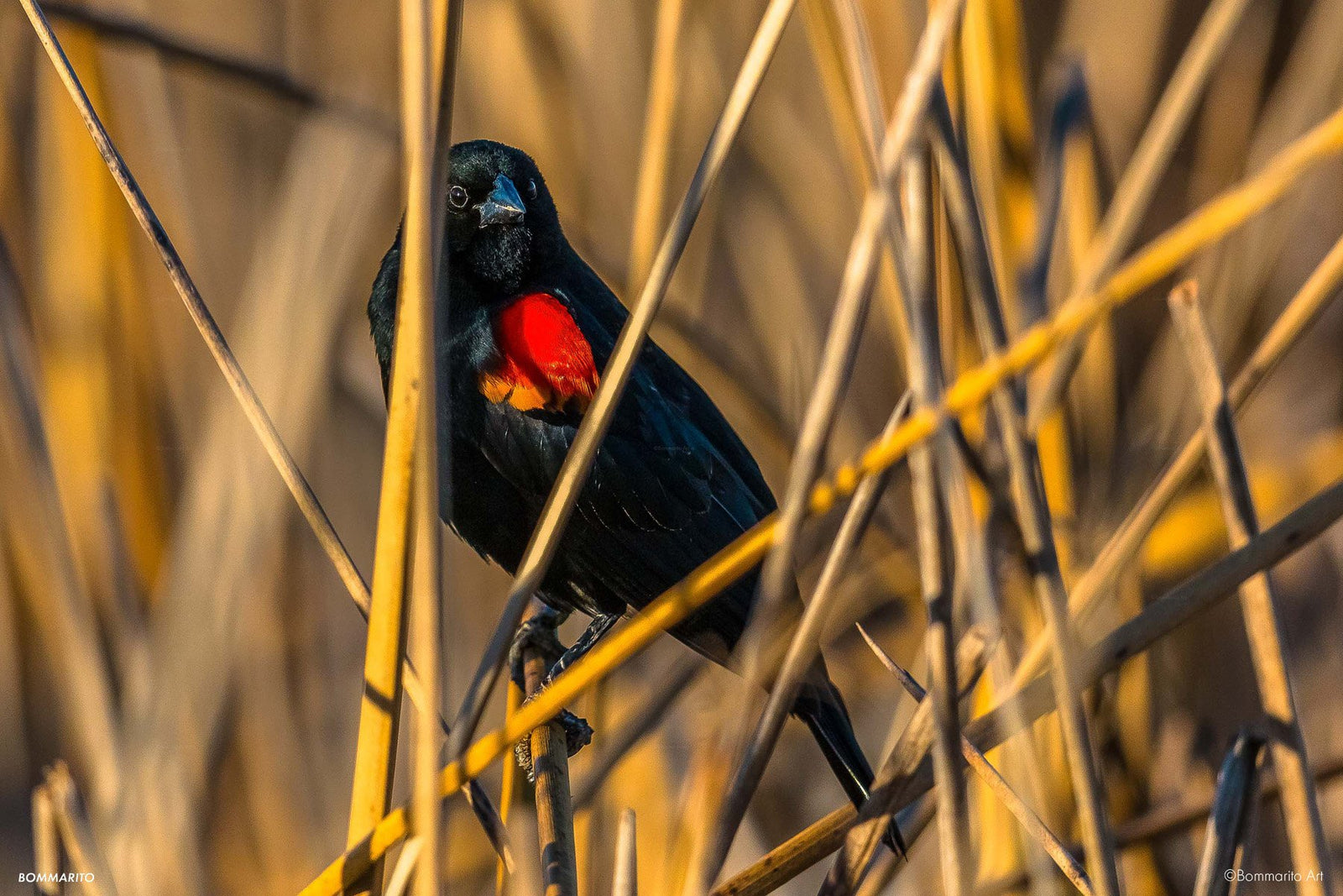 Red Winged Black Bird