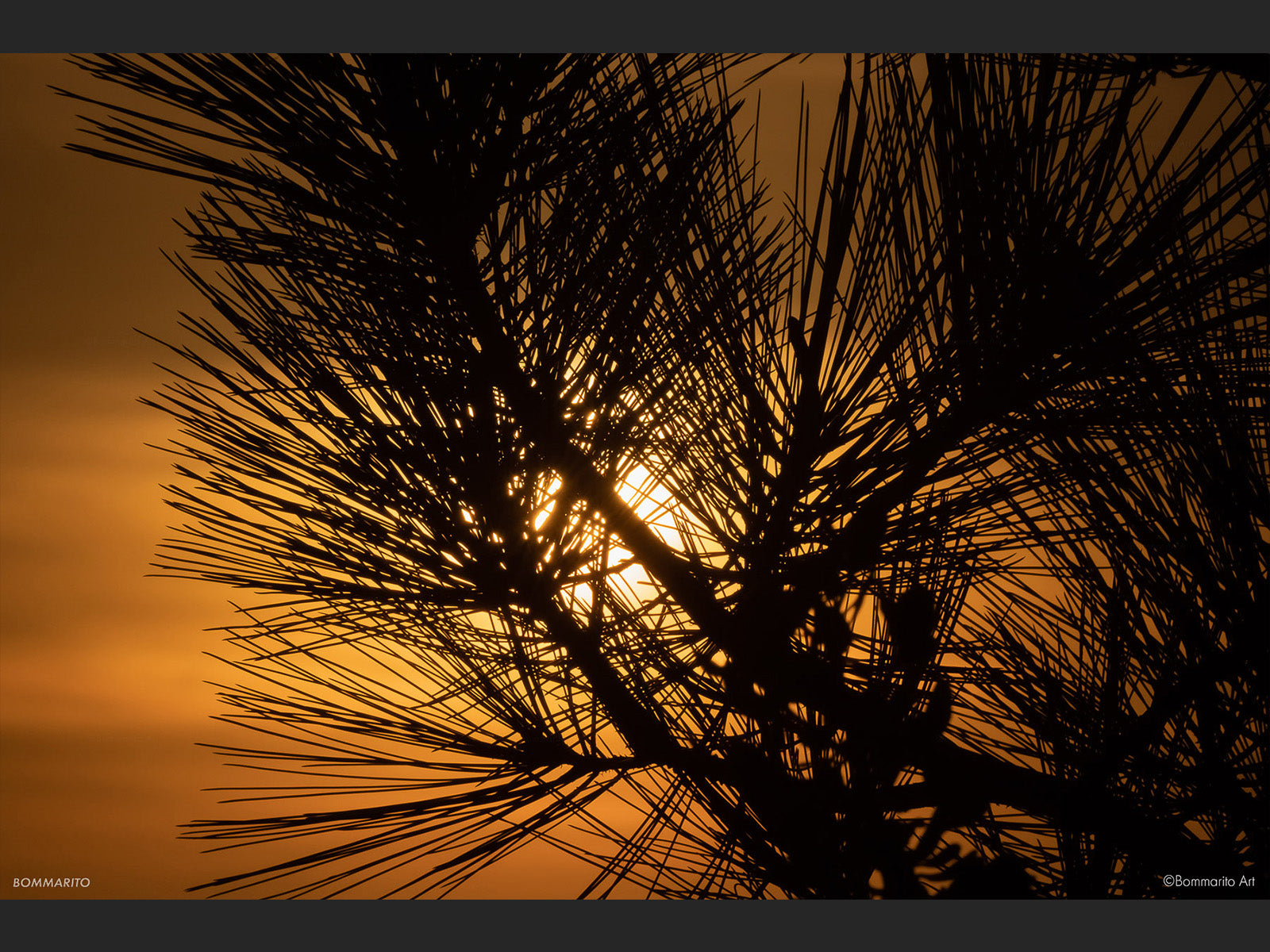 Sunset Pines