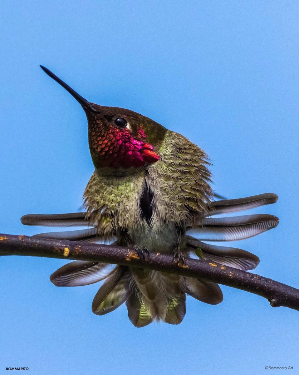 Hummingbird in Flight II