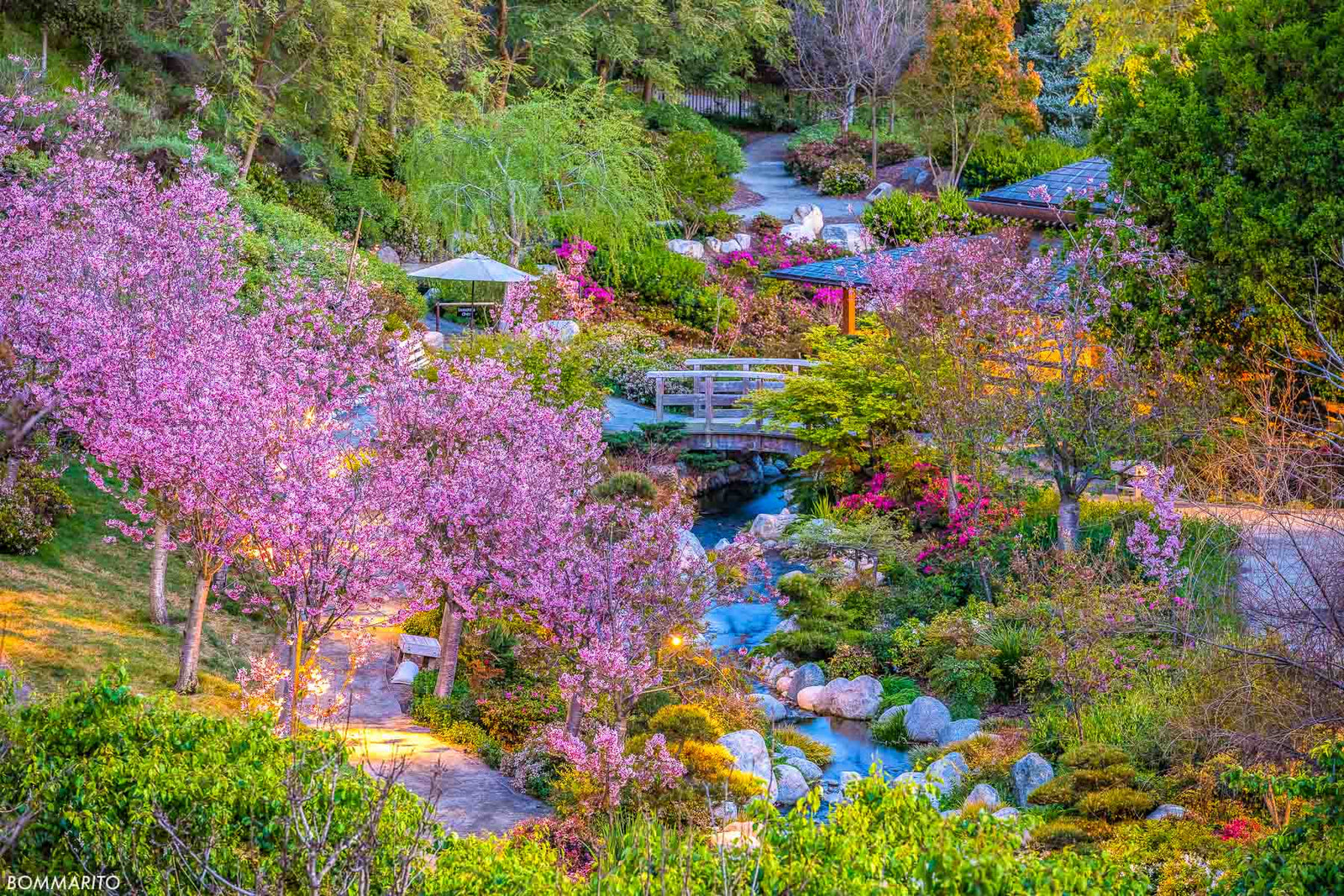 Spring Cherry Blossoms