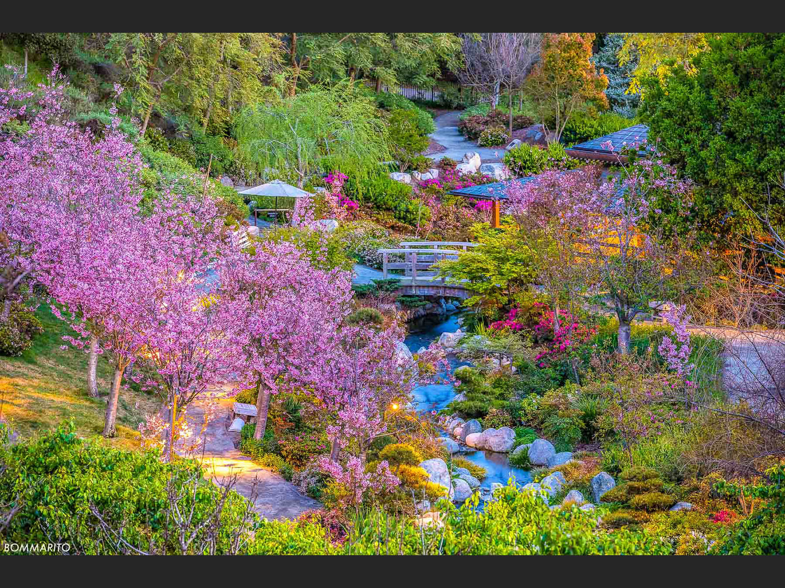 Spring Cherry Blossoms