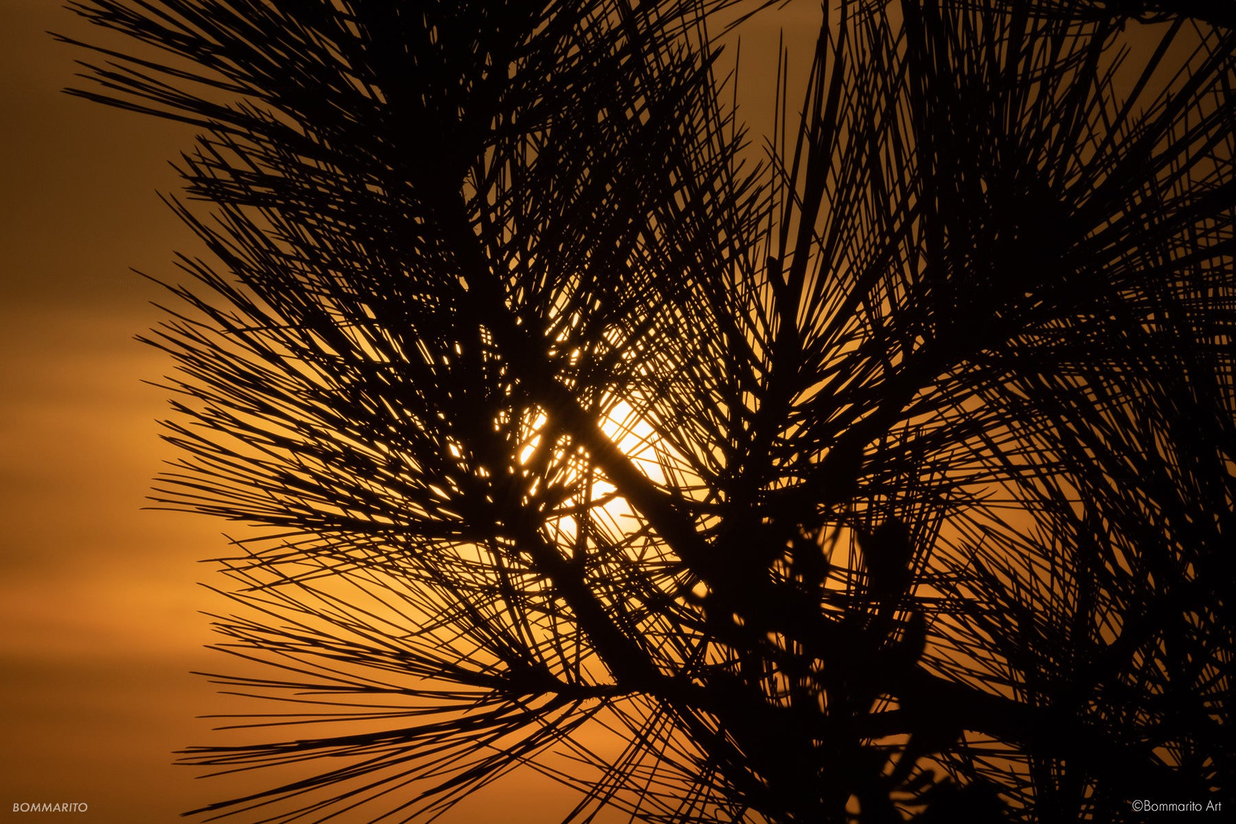 Sunset Pines