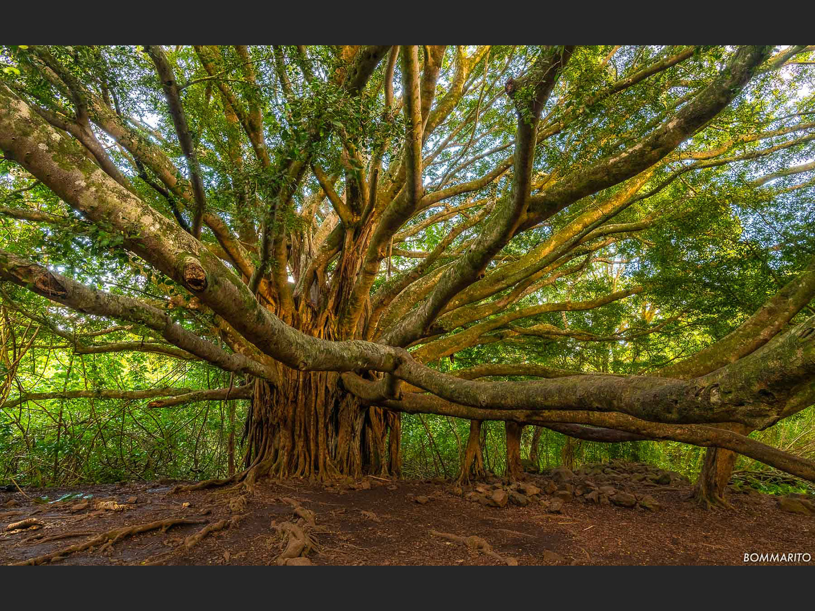 Banyan Tree