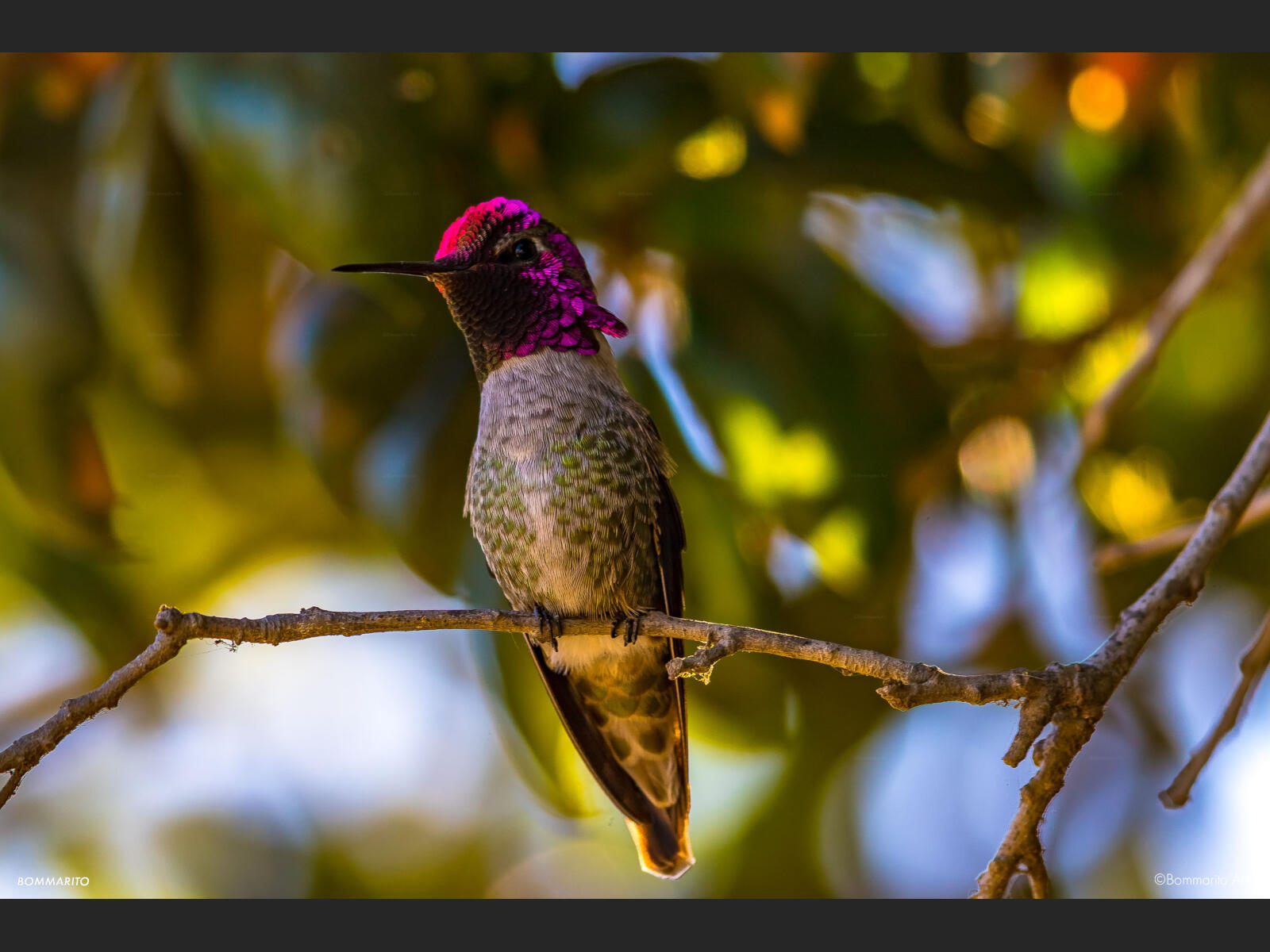 Tecelote Hummingbird