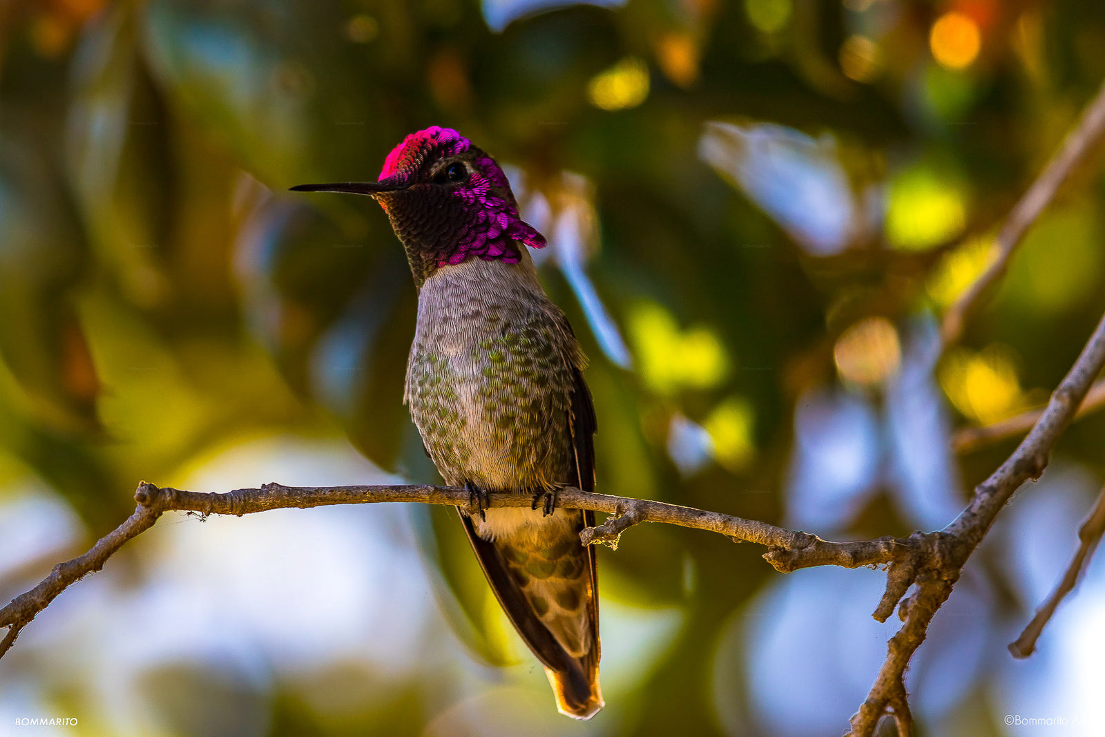 Tecelote Hummingbird