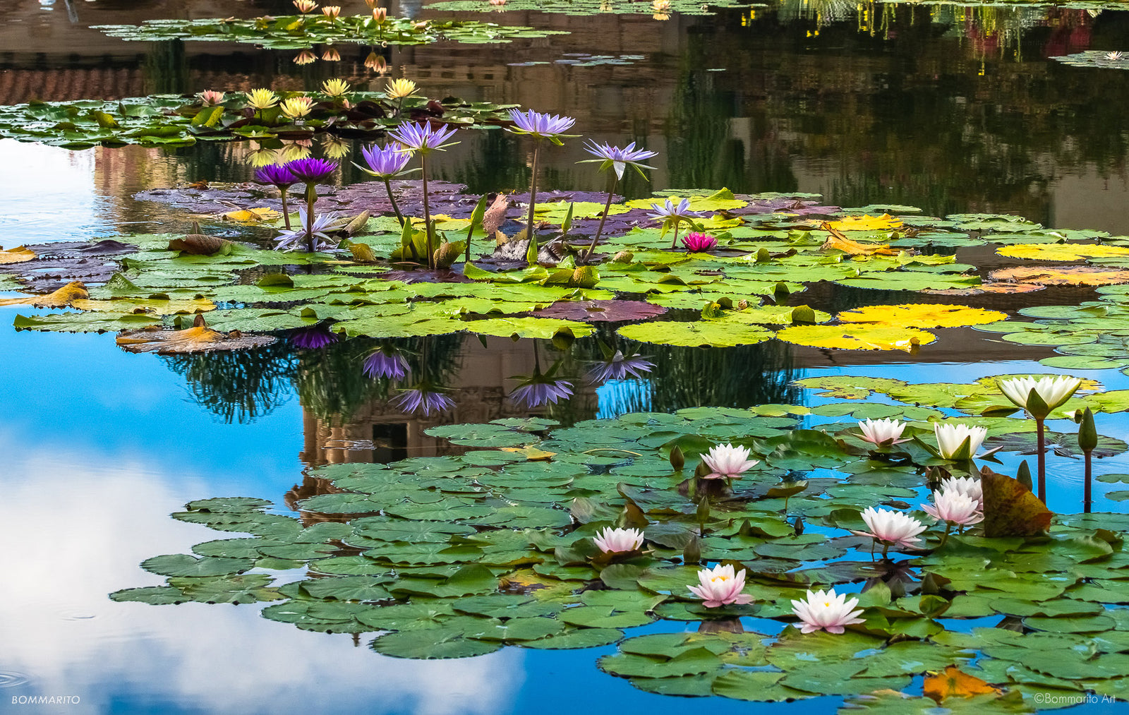 The Lily Pond