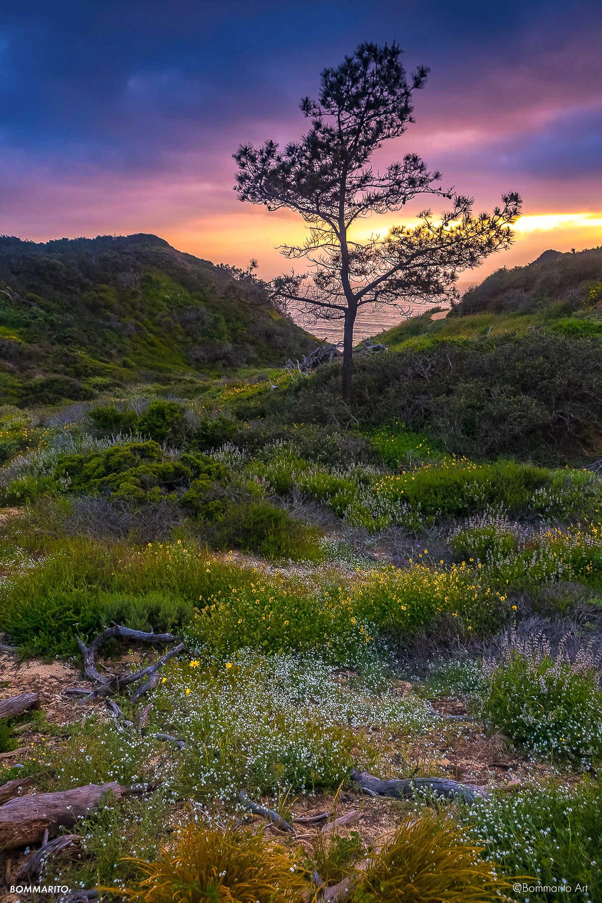 Torrey Superbloom Sunset