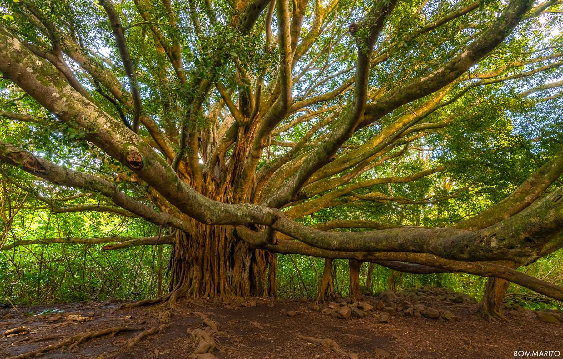 Banyan Tree