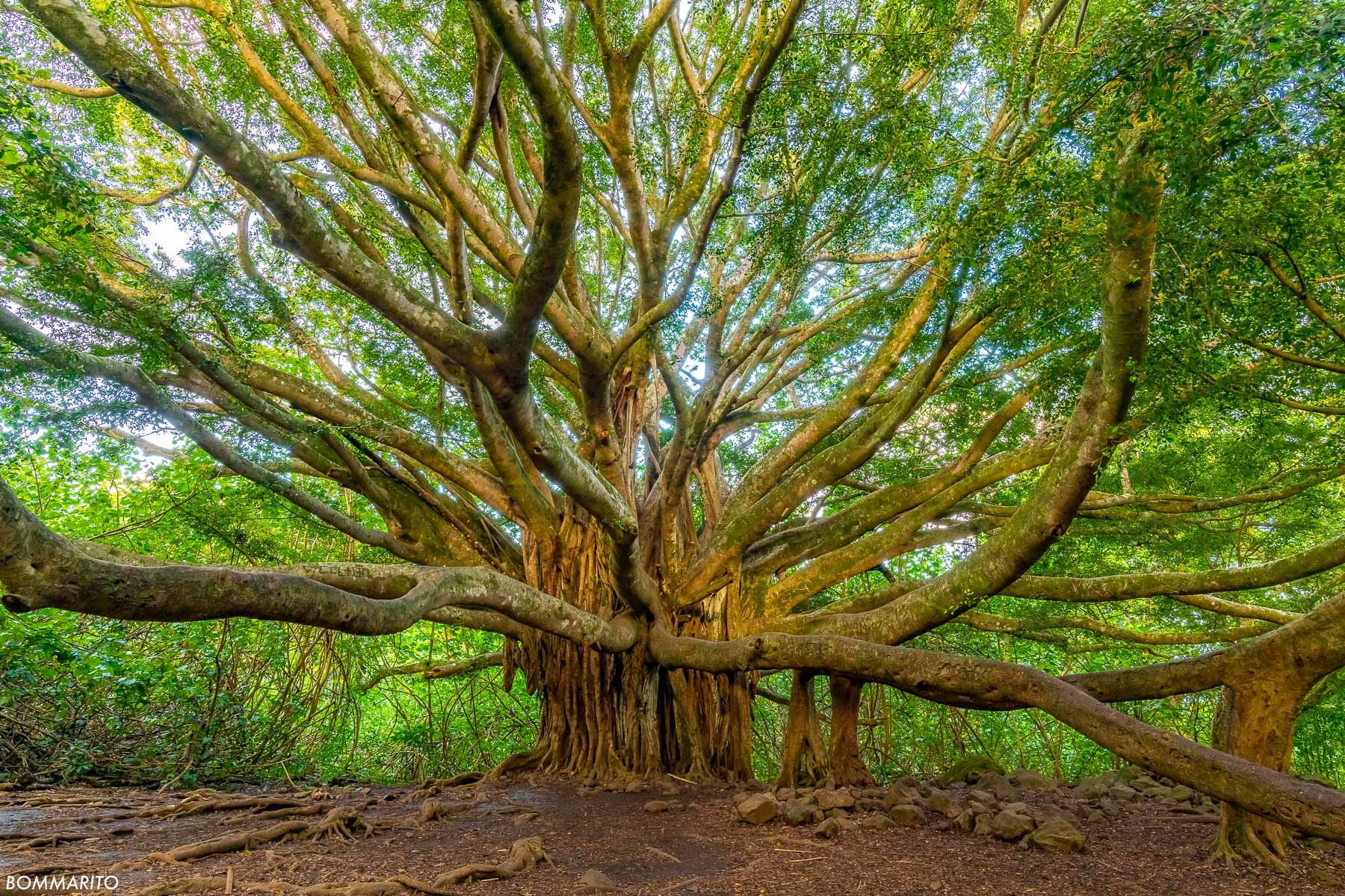 Tree of Maui