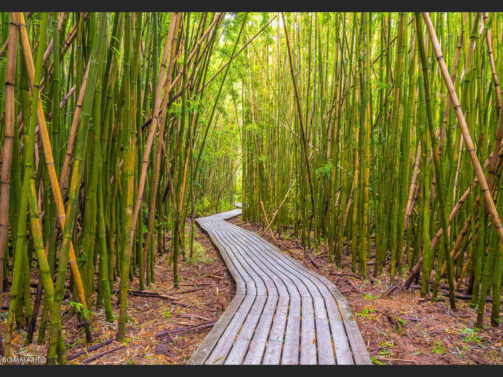 Rainforest Pathway