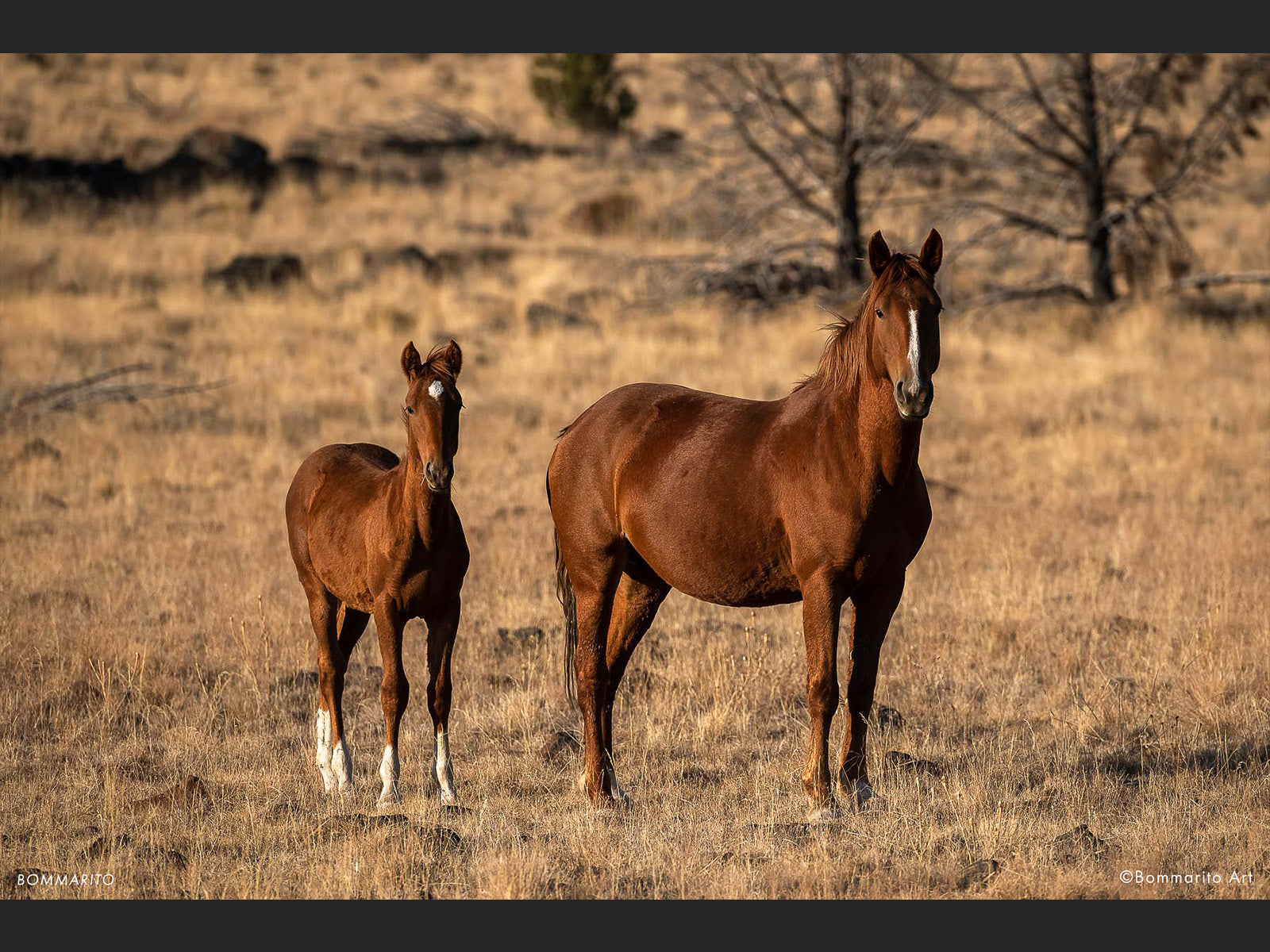 Wild Horses at Sunrise