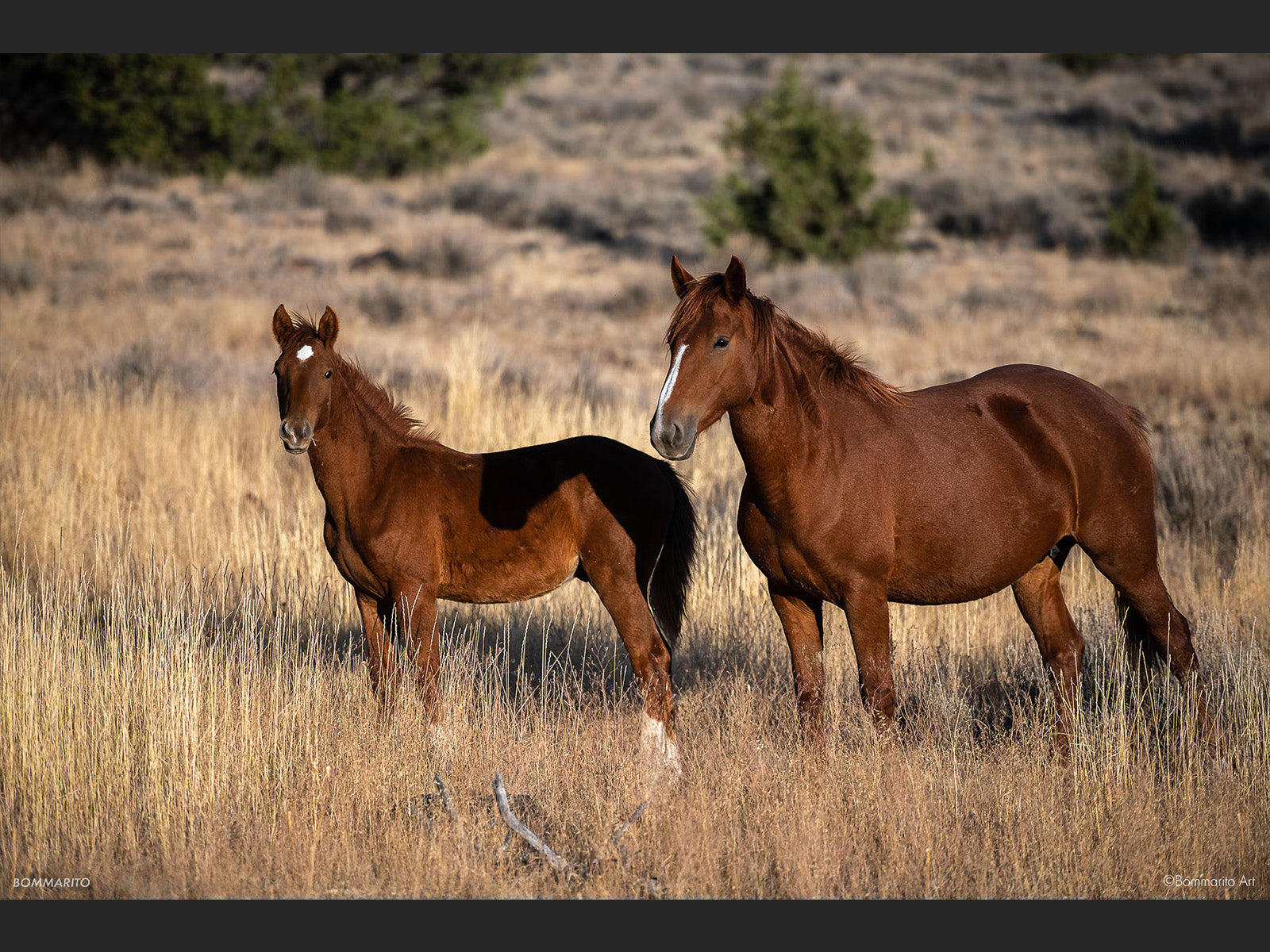 Wild Horses