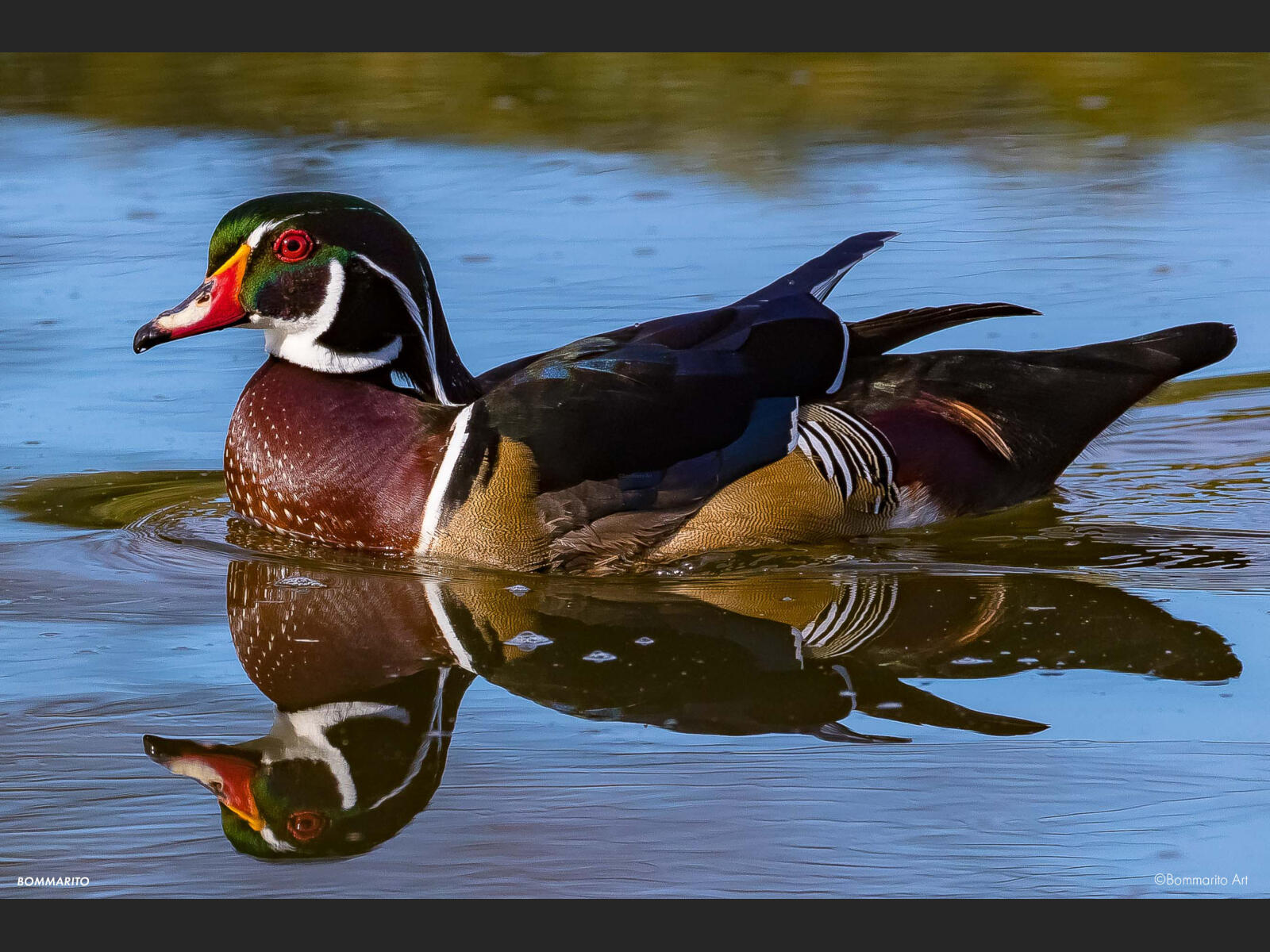Wood Duck