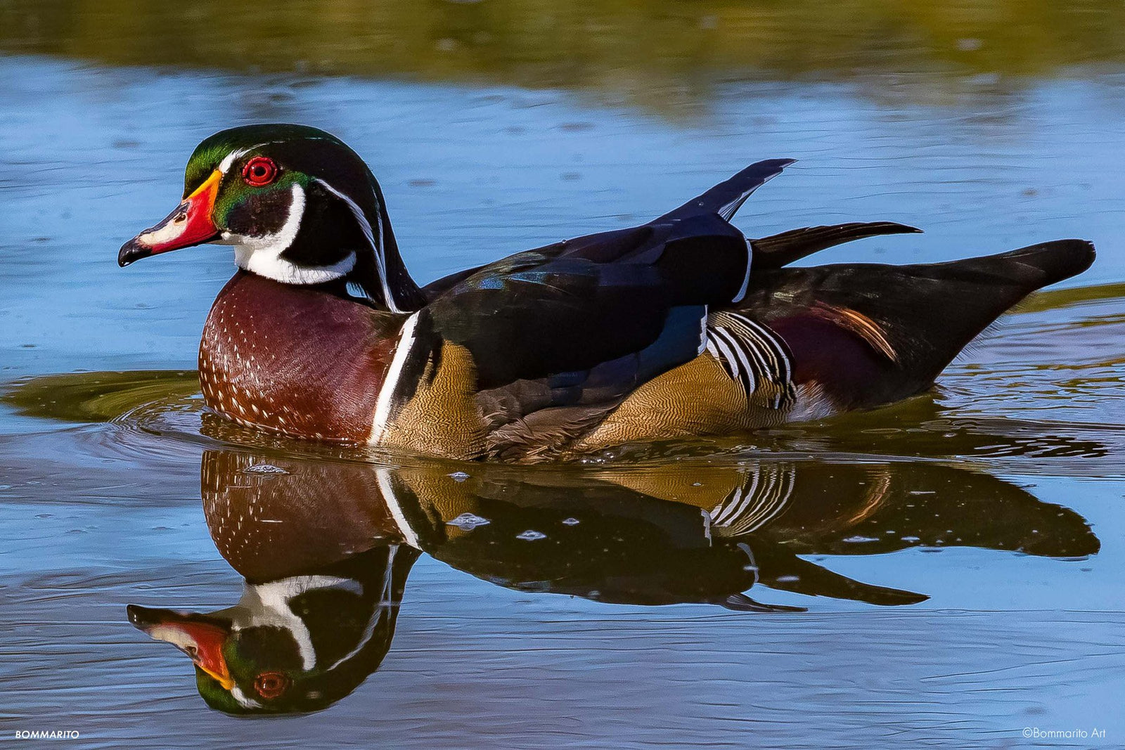 Wood Duck