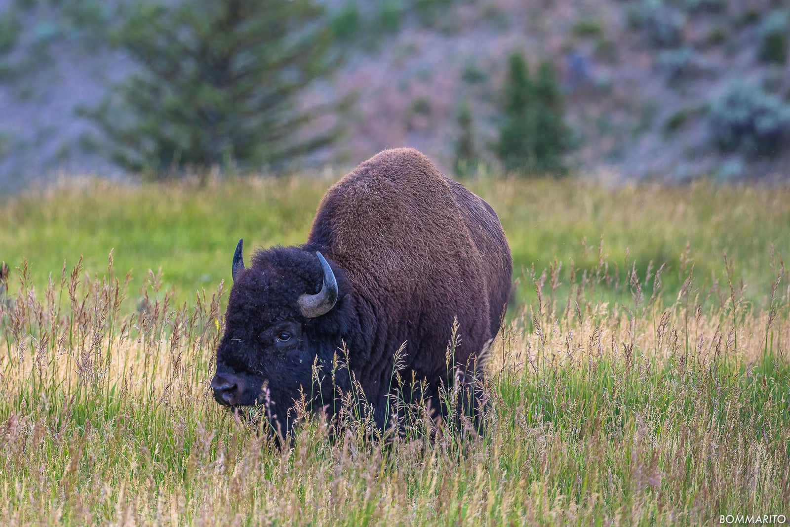 Yellowstone Bison