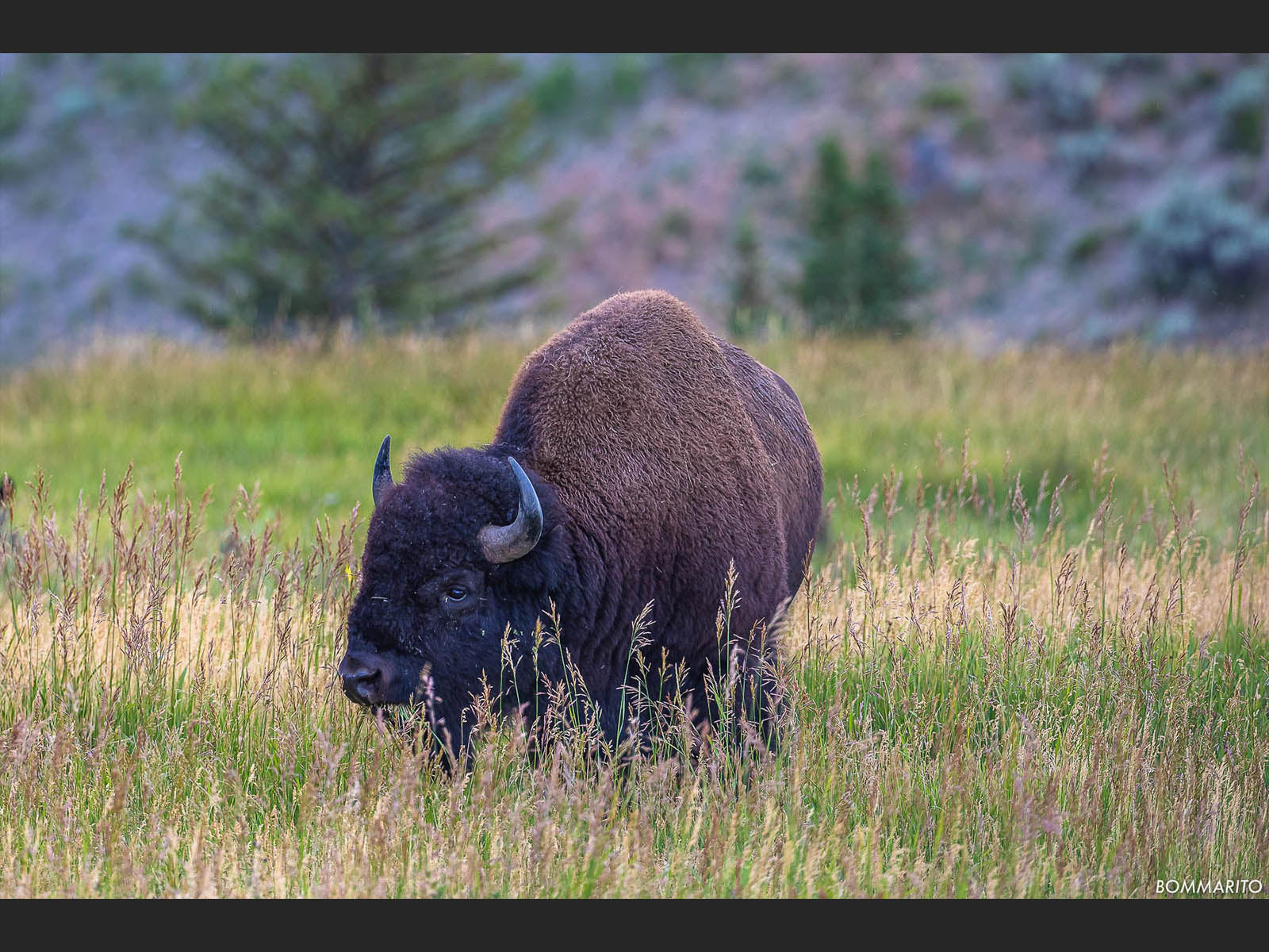 Yellowstone Bison