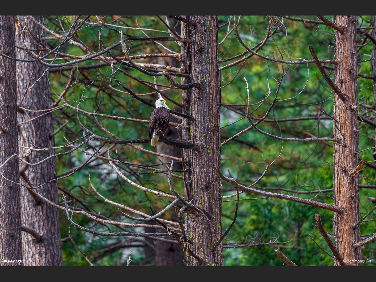 Yosemite Bald Eagle