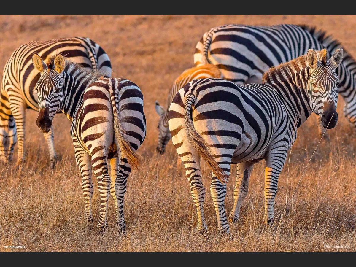 Zebra Duo